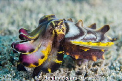 Flamboyant Benthos by Henley Spiers 